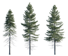 Picea Abies frontal set Pine-tree Scotch fir big tall tree isolated png on a transparent background...