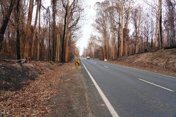 After Bushfire, 2019-2020 Australian Black Summer Bushfire 