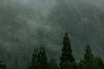 Details of nature, vegetation, trees with mist and fog, photography. - obrazy, fototapety, plakaty