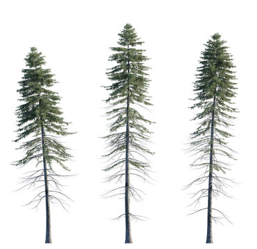 Picea Abies frontal set Pine-tree Scotch fir big tall tree isolated png on a transparent background perfectly cutout Pine