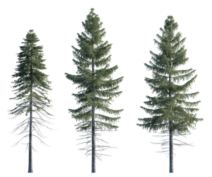 Picea Abies frontal set Pine-tree Scotch fir big tall tree isolated png on a transparent background premium cutout Pine