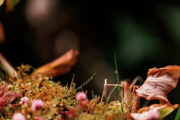 Details of nature, vegetation and flowers close up, photography.