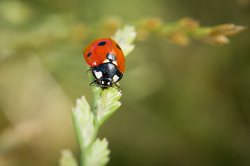 Obraz premium Marienkäfer sitzt auf einem Grashalm auf einer Blumen Wiese im Sommer, Deutschland