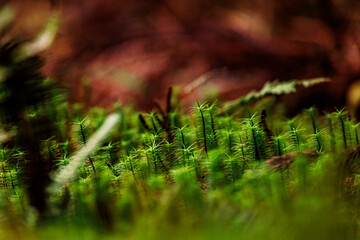Details of nature, vegetation and flowers close up, photography. © Ayla Harbich