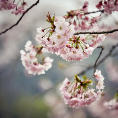 가까이에서 본 벚꽃