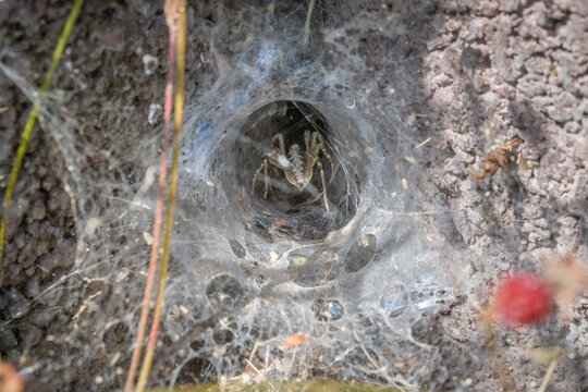 Nahaufnahme einer Winkelspinne Webspinne Spinne in ihrem Netz an einer Hauswand, Deutschland