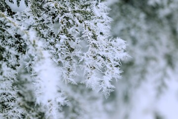 Thuja green branches in rime, hoarfrosted thuja branch, winter thuja background, winter green thuja...
