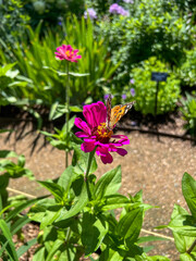butterfly on a flower