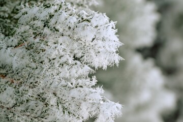 Thuja green branches in rime, hoarfrosted thuja branch, winter thuja background, winter green thuja...