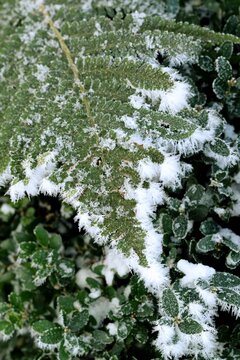 Rime and snow on fern leaves and boxtree branches, winter in a gareden, winter ferns background.