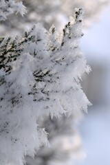 Thuja green branches in rime, hoarfrosted thuja branch, winter thuja background, winter green thuja hedge, selective focus, closeup.