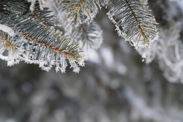 Spruce branches frosted on blurred background, copy space, Christmas tree in winter garden for...