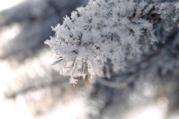 Spruce branches frosted on blurred background, copy space, Christmas tree in winter garden for background, snow and rime on spruce branches on bokeh garden background, selctive focus.