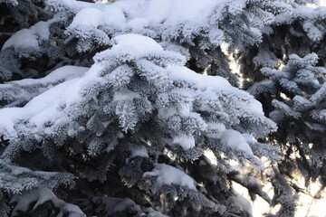 Spruce branches frosted and snowed, Christmas tree in winter garden for background, snow and rime...