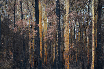 After Bushfire, 2019-2020 Australian Black Summer Bushfire 
