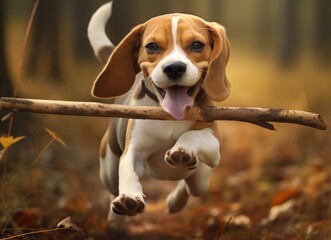 Playful Beagle Puppy with Stick in Autumn Forest - obrazy, fototapety, plakaty