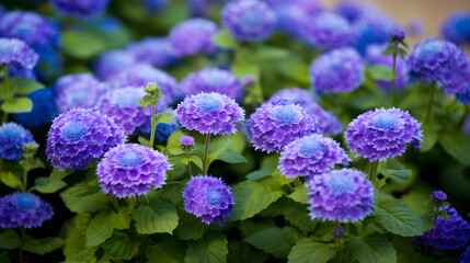 Enchanting Tapestry of Glorious Blue Ageratum Flossflowers in Full Bloom Against a Naturalistic Backdrop