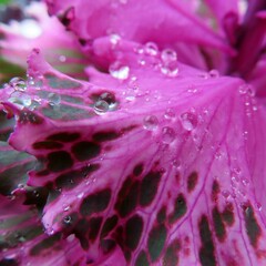 春にハボタンの紫色の葉が雨に濡れています