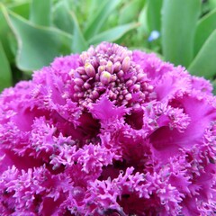 春にハボタンの紫色の葉が雨に濡れています