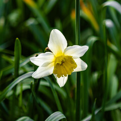 Yellow Narcissus jonquil flower with in a meadow