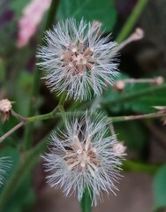 flower in bloom