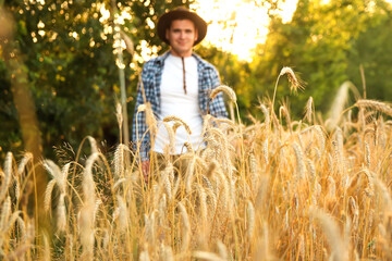 A male farmer examining the quality of his wheat harvest. perfect for agricultural sustainability...
