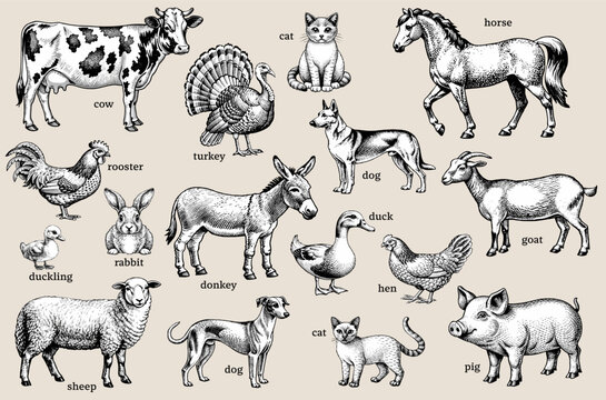 Classic vintage black and white illustration of farm animals