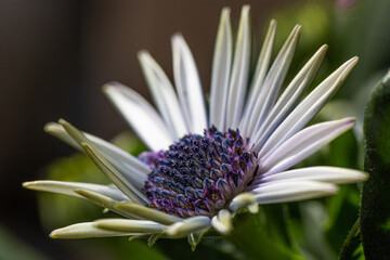 Blumen, Blüten