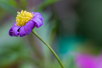 Blumen, Blüten