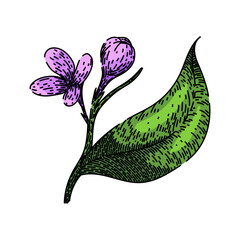 purple lilac hand drawn. line drawing, botanical art, bouquet pastel purple lilac vector sketch. isolated color illustration