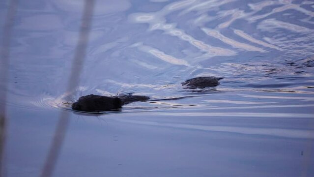 Large beaver floats down river. Eurasian beaver (Castor fiber) or European beaver is beaver species that was widespread in Eurasia, but was hunted to near-extinction for both its fur and castoreum.