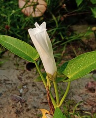 lily of the valley flower