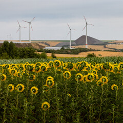 Feld, Sonneblumen,Landwirtschaft