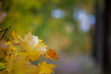 Herbstlaub