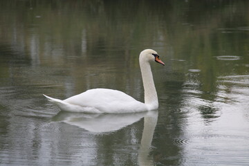 white swan on the lake
