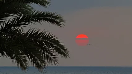 Zelfklevend Fotobehang sunset beach palm tree backlight warm sun reddish sea coast summer vacations rest © J. Francés