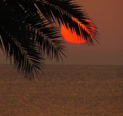 Foto op Aluminium      sunset beach palm tree backlight warm sun reddish sea coast summer vacations rest © J. Francés
