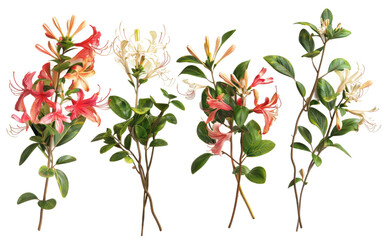 Honeysuckle Blossom Bunches isolated on transparent Background