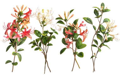 Honeysuckle Blossom Bunches isolated on transparent Background - obrazy, fototapety, plakaty