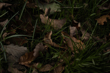 brown leaves on the ground