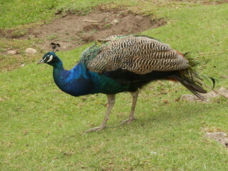 bird 
peacock