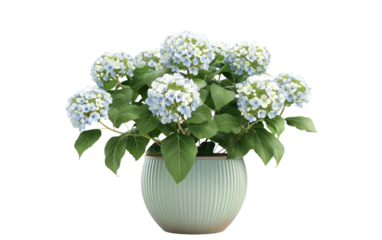 Pot of Hydrangeas: A Floral Elegance isolated on transparent Background
