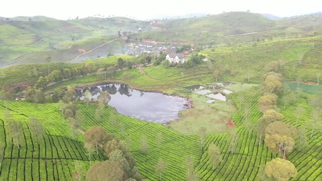 Aerial View Of Agriculture In Rice Fieldsm, Jawa Barat Indonesia
