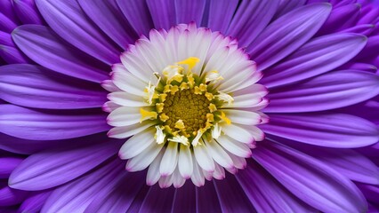 Obraz premium Beautiful flower macro shot with violet petals as backdrop