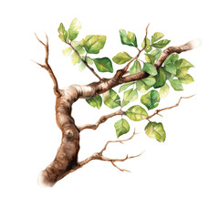branch tree watercolor generative ai - 767069481