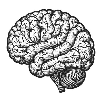 Abstract human brain, showcasing the intricate patterns of the cerebral cortex sketch engraving generative ai vector illustration. Scratch board imitation. Black and white image.