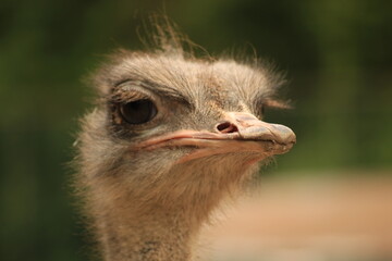 portrait of an ostrich