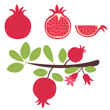 Hand drawn doodle pomegranate fruit whole, slice and half