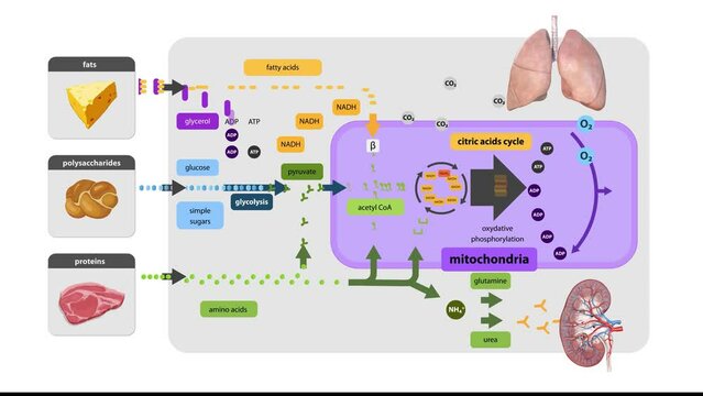 Krebs cycle, citrate cycle, cellular respiration, mitochondria,Cellular respiration is a set of metabolic reactions that take place in the cells of organisms to convert biochemical energy