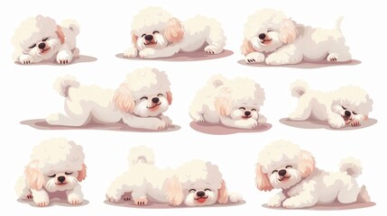 A cute Bichon Frise puppy playing, sleeping, lying, walking. Modern illustration. Canine animals activities. - obrazy, fototapety, plakaty